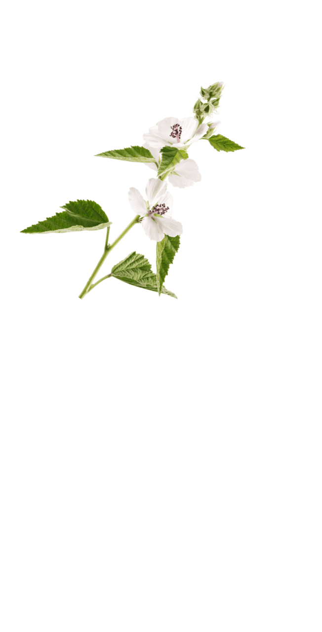 fiore bianco
